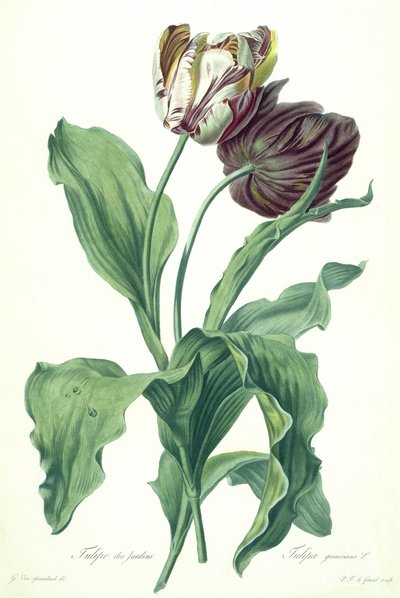Tulipe de jardin, de 